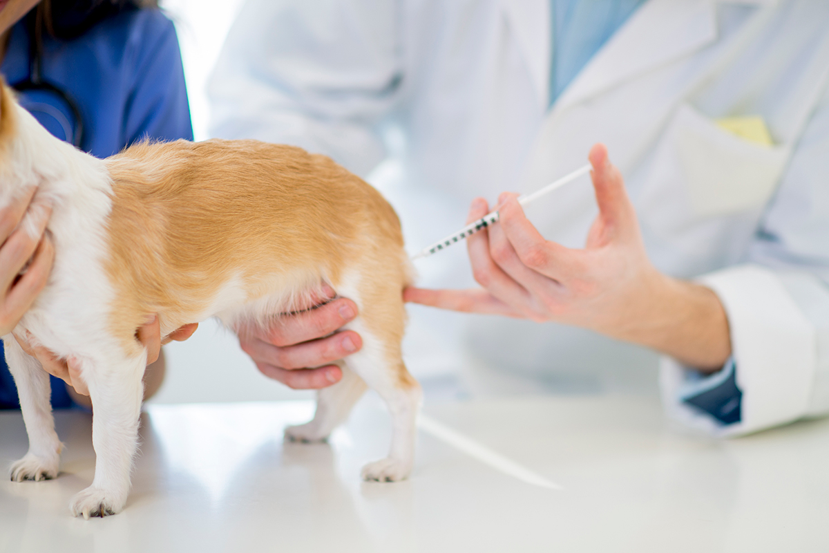 k9 rabies vaccine