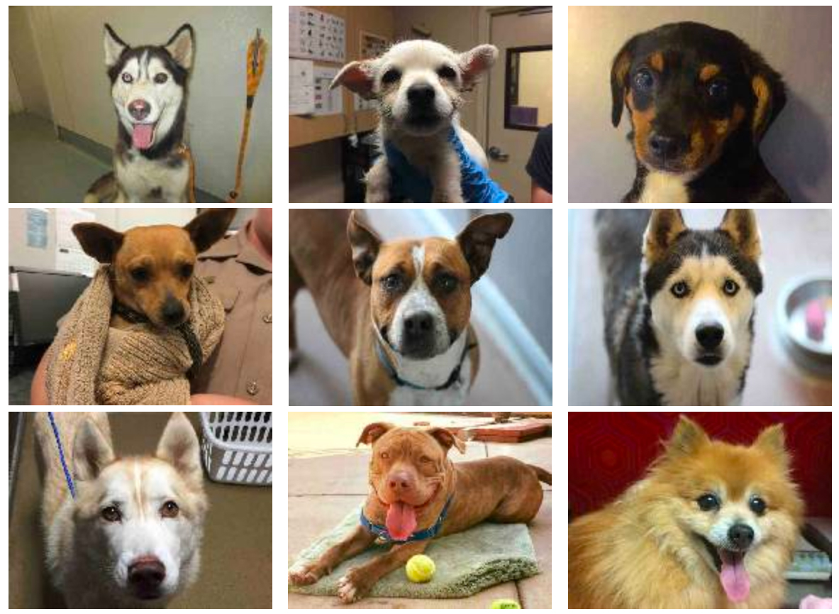 Animal Services Animal Services