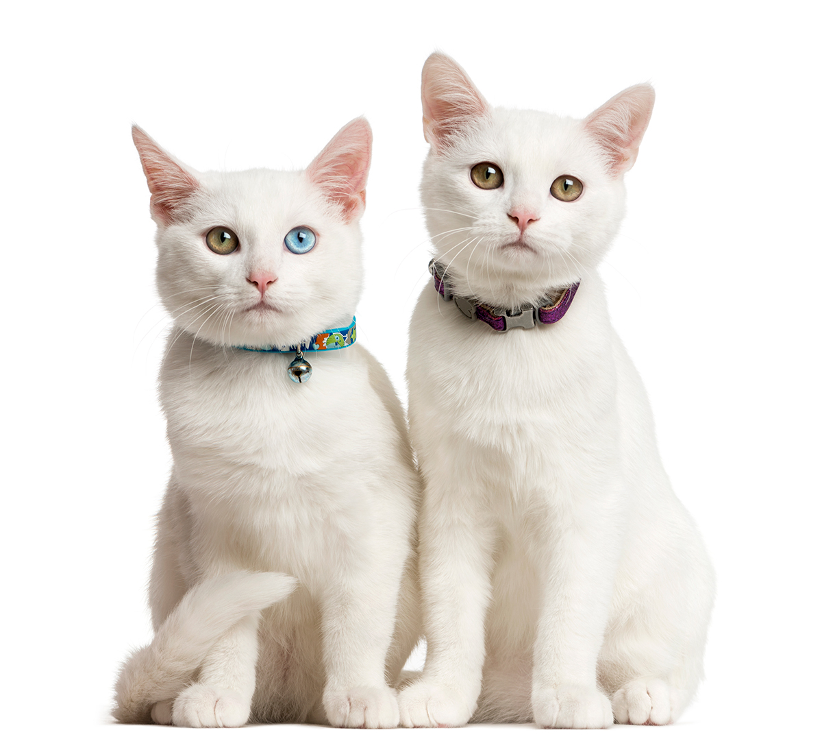 Animal Services Animal Services