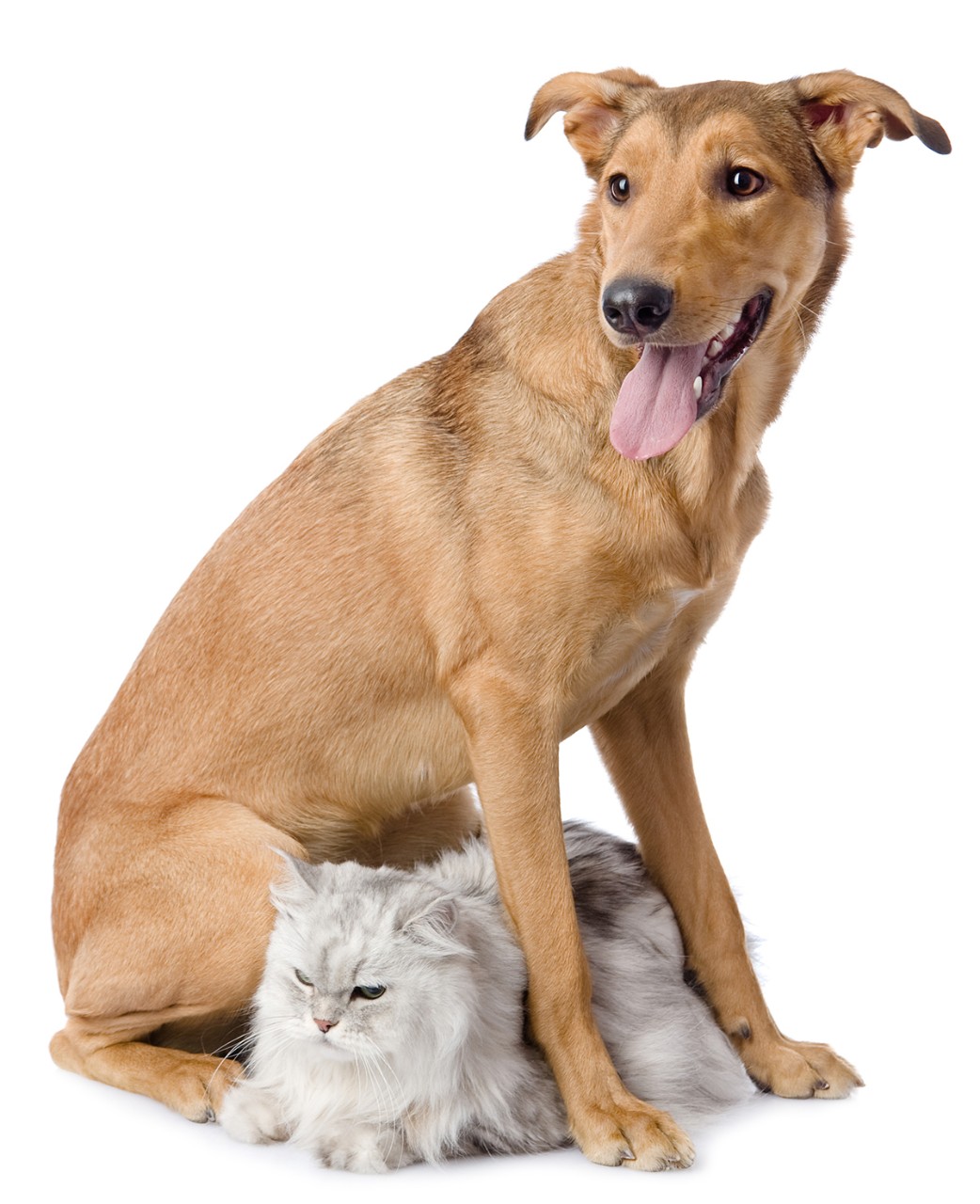 Animal Services