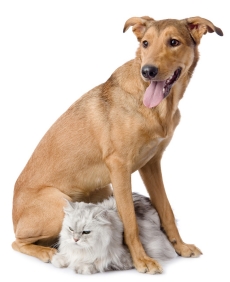 Picture of a dog and a cat
