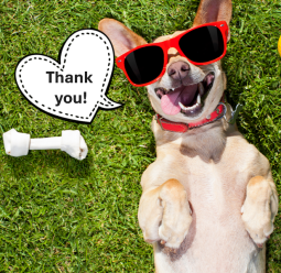 Picture of a dog wearing sunglasses saying "thank you"