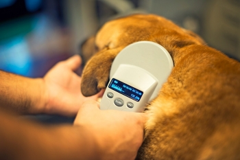 Microchip your pet Microchip your pet