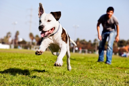 Pet Training Pet Training