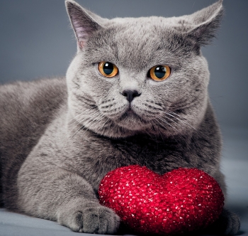 Show Your Pet Some Love On Valentine’s Day Show Your Pet Some Love On Valentine’s Day