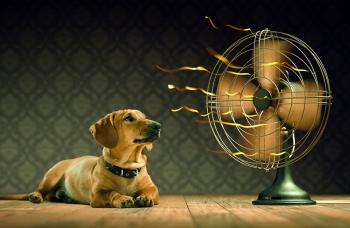 It's Hot For Your Pets, Too! It's Hot For Your Pets, Too!