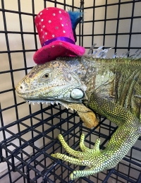 iguana_hat iguana_hat