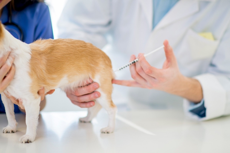 pet vaccination