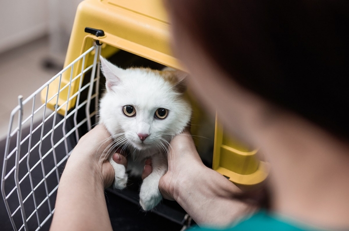 Reliquish A Pet Scared white cat being removed from cat carrier