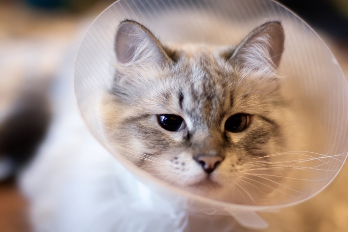 Spay or neuter your pet Spay or neuter your pet