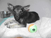 Spirit Wounded puppy receiving treatment