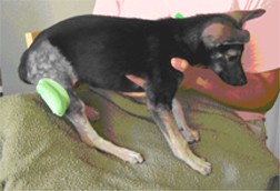 spirit2 Wounded puppy being held by caring staff member