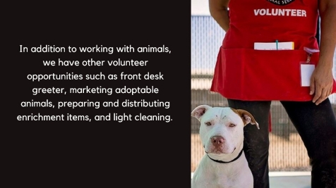 Community service dog shelter near best sale me