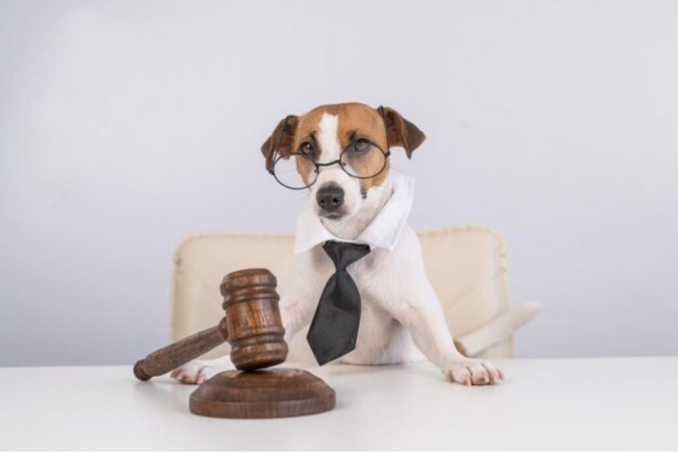 Dog Lawyer Dog Lawyer