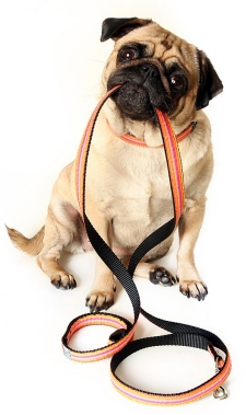 Dog holding leash in mouth Dog holding leash in mouth