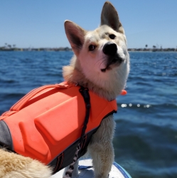 Surfing Dog Surfing Dog