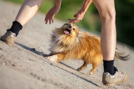 Dog Bites and Bite Prevention Picture of angry dog