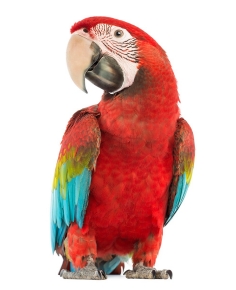 Red Parrot