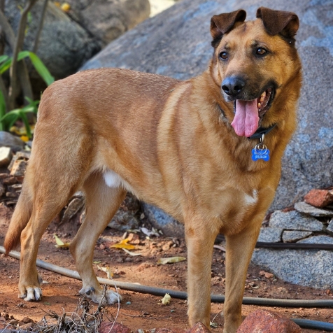 German shepherd lost and found hot sale