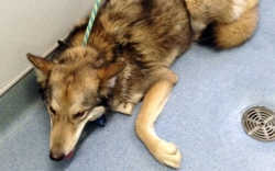 Dog rescued from a Lakeside home