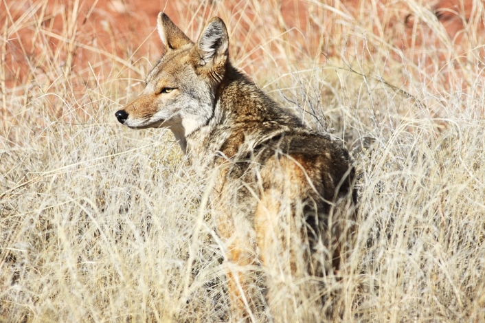 Wildlife Wildlife